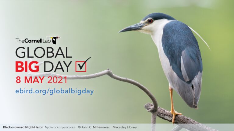Gran Día Mundial (Global Big Day), 8 Mayo 2021