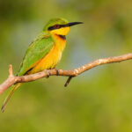 Little Bee-eater. Senegal