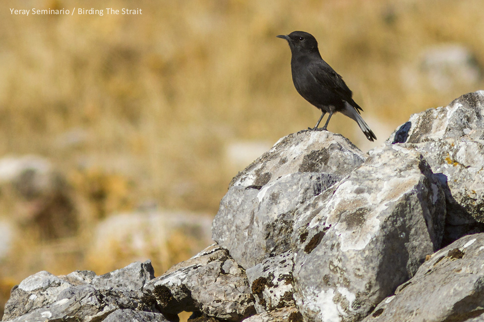 One out of the 12 Black Wheatears photographed in Serranía de Ronda