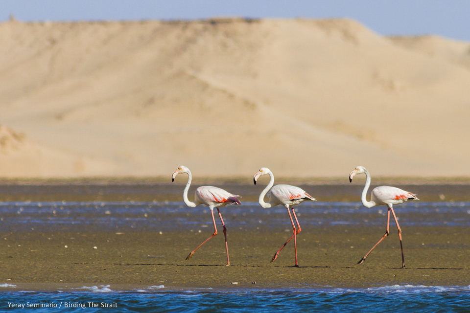 The immense Bay of Dakhla is set against tall Sand Dunes that make this place unique