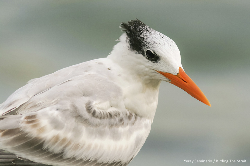 American Royal Tern (Thalasseus maximus maximus) in Belize. The phenotypic differences between this taxa and its african counterpart have not been studied in detail yet.