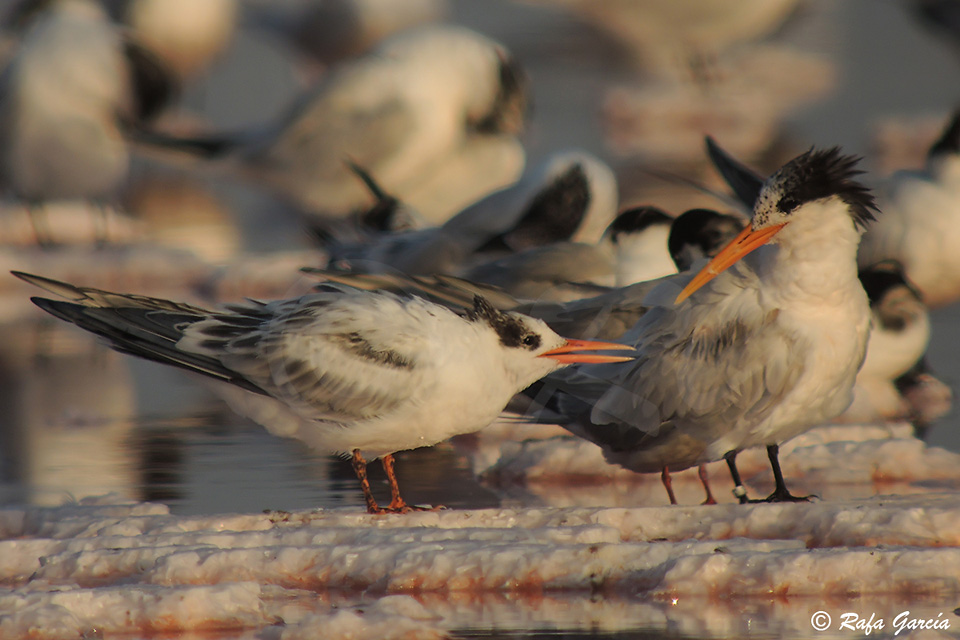 The same Elegant Tern, which lost its color ring in 2012, with a food-begging juvenile, as seen in the Bay of Cadiz on the 2nd of August 2016 by Rafa Garcia Costales. This individual was first ringed at the Odiel Marshes, in Huelva (Andalusia) in August 2002 and has been recorded in Cadiz in most years ever since.
