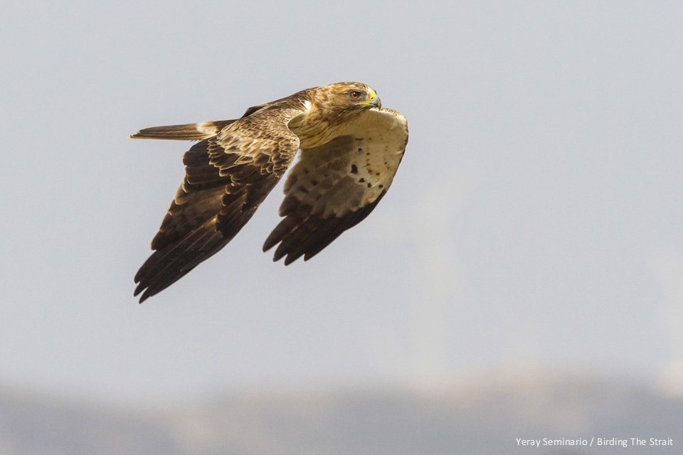 Pale morph Booted Eagle over Tarifa in southbound migration to Africa - by Yeray Seminario
