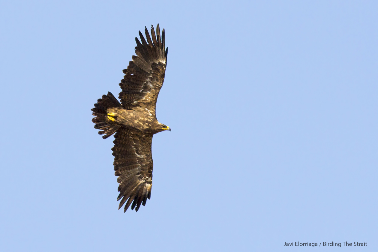 Adult Steppe Eagle as seen by Javi Elorriaga and Mike Bowser in La Janda, the Strait of Gibraltar. 17 October 2016. Note the characteristic large bill, longish gape, striking pale nape patch and dark and “serrated” trailing edge to the wing. 