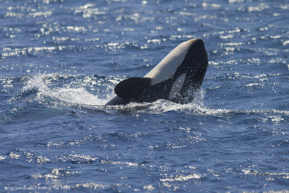 Orca breaching in the Strait of Gibraltar - by Yeray Seminario