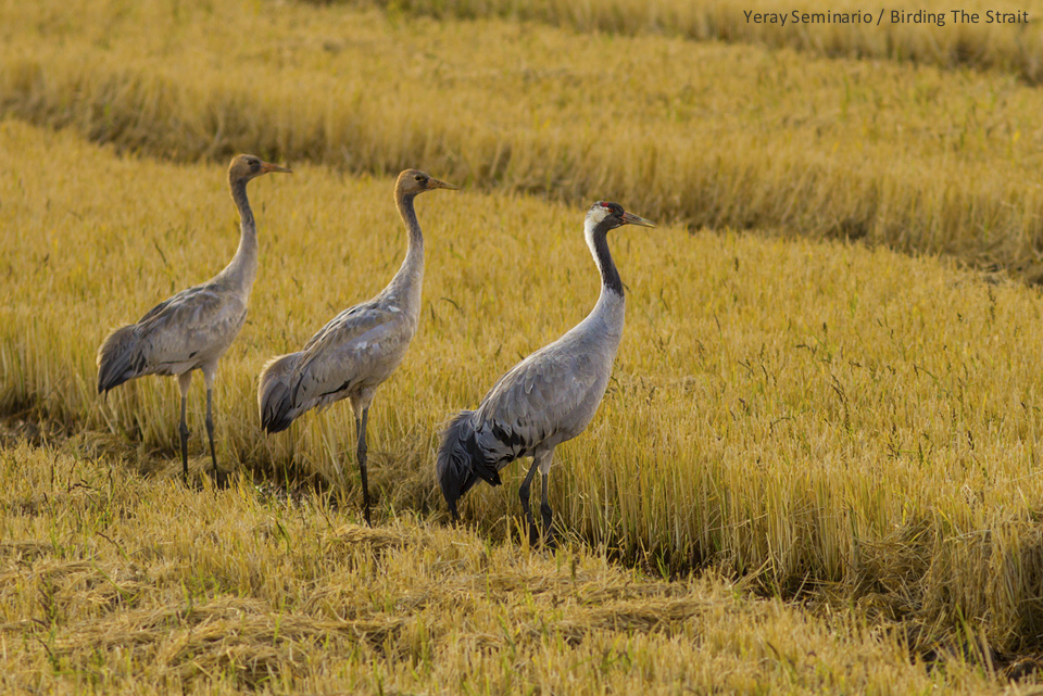 Common Cranes in the rice fields of La Janda - by Yeray Seminario