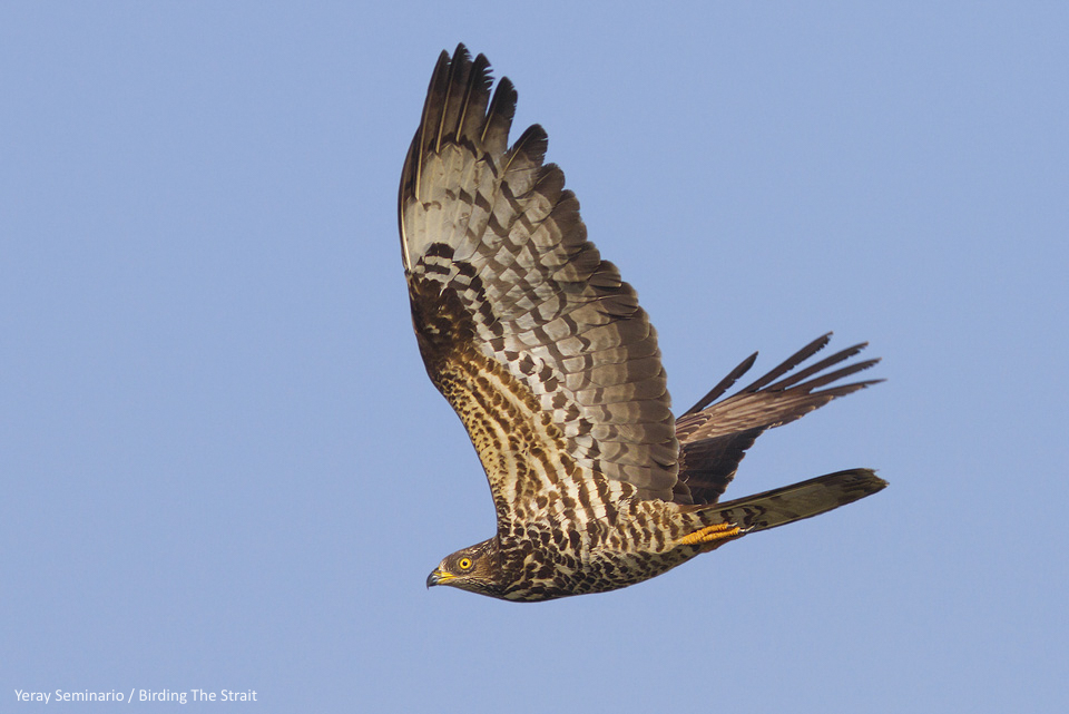 Adult female Honey Buzzard in active spring migration across the Strait of Gibraltar - by Yeray Seminario