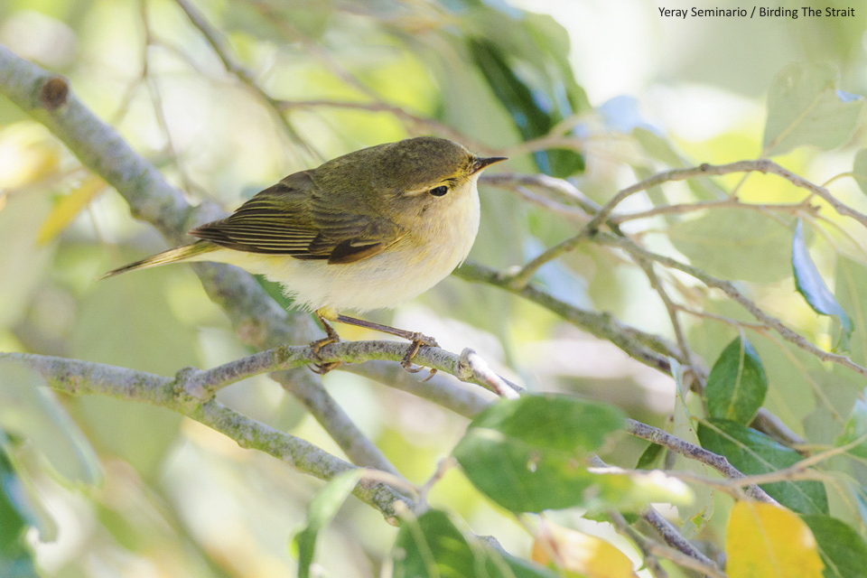 The Iberian Chiffchaff is one of the must-see species on every birding tour to Spain