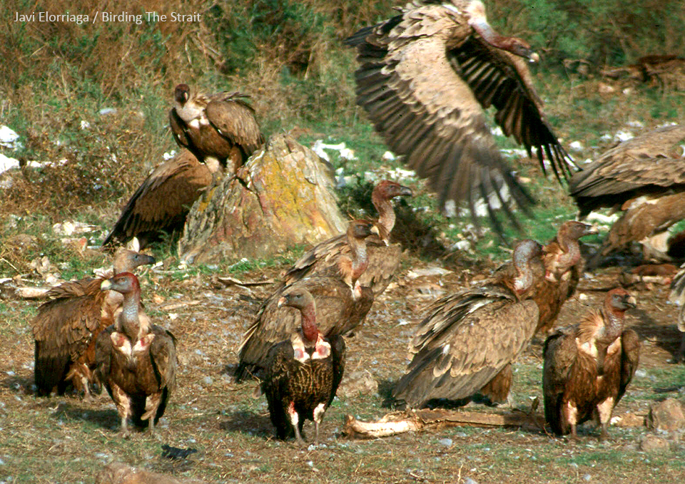 Immature Rüppell's Vulture with Griffons in Tarifa, photographed with Bill Clark in October 2001