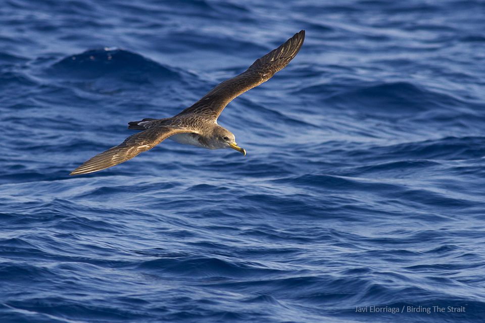The Cory´s Shearwater is one of the most abundant seabirds off Cadiz - by Javi Elorriaga