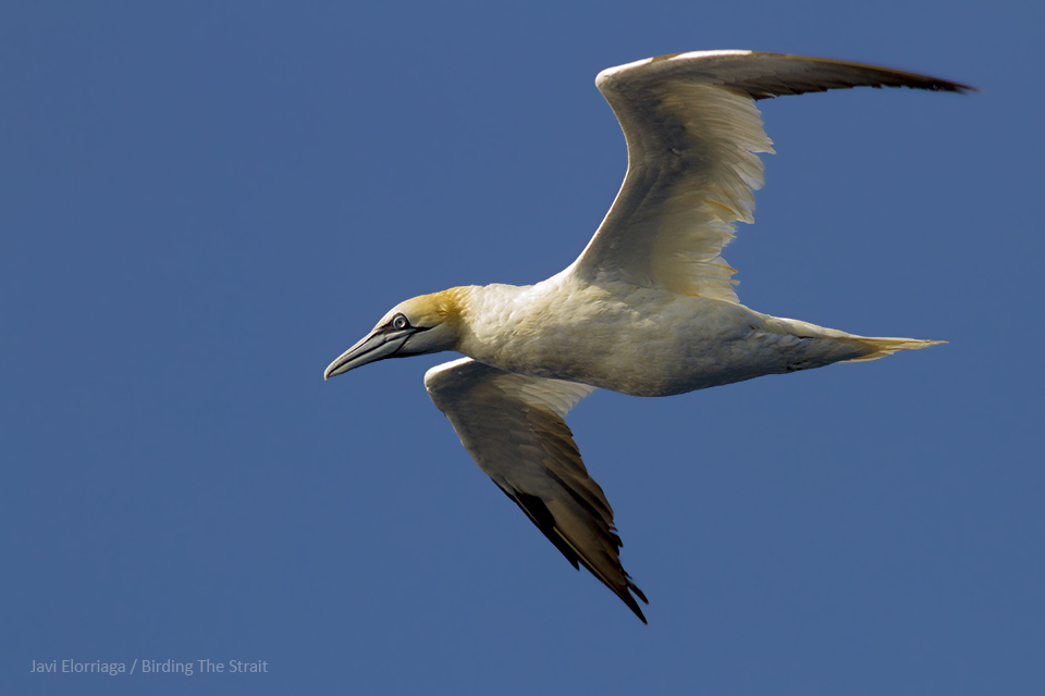 pelagic birding trips