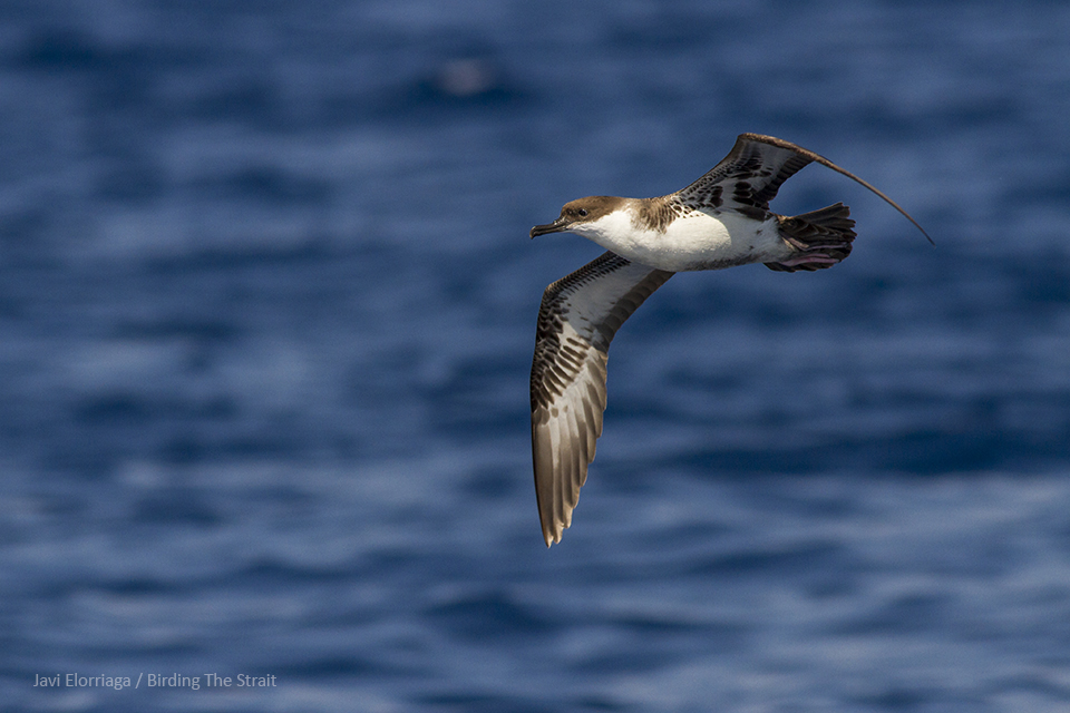 The Great Shearwater is a scarce species in the Gulf of Cádiz which very rarely approaches the coast. August 2018. By Javi Elorriaga.