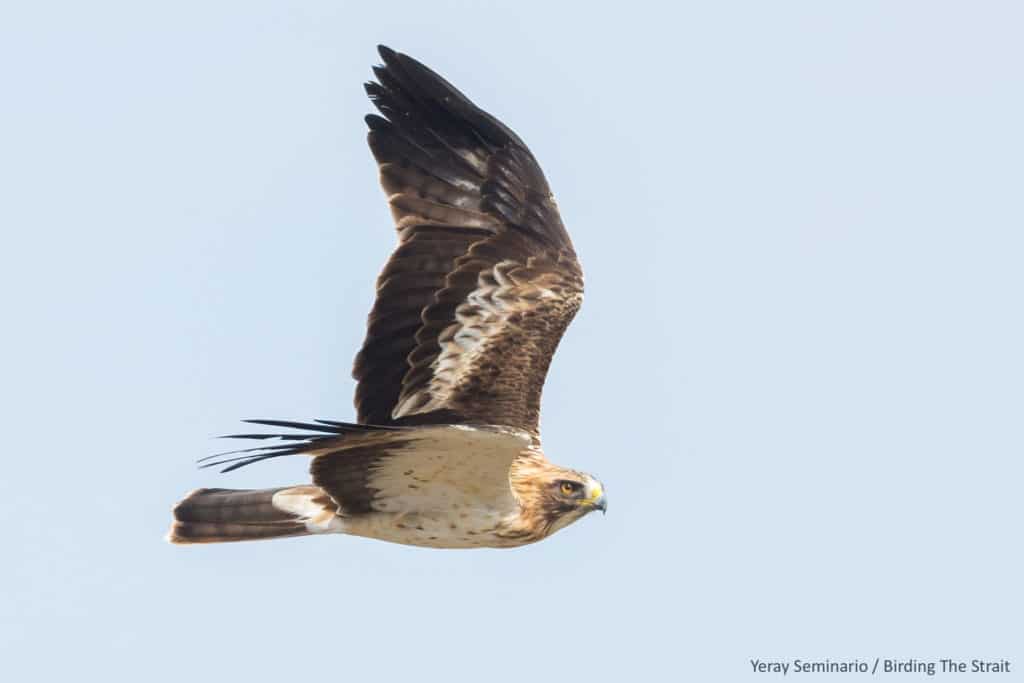 Booted Eagle in migration. Photography by Yeray Seminario, Birding The Strait.