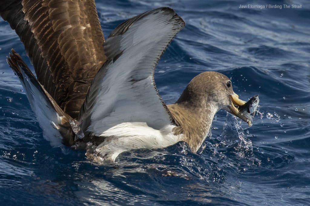 Cory´s Shearwater in Andalucia. Photo by Javi Elorriaga / Birding The Stait.