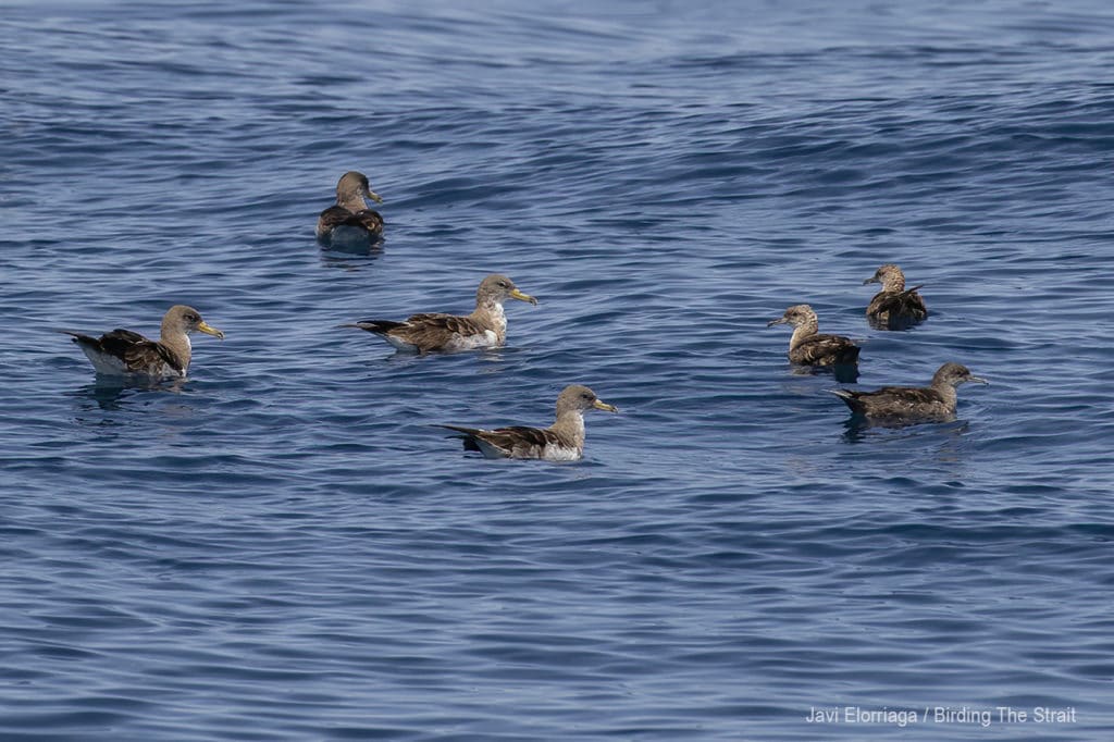 Cory´s and Balearic Shearwaters in Andalucia. Photo by Javi Elorriaga / Birding The Strait