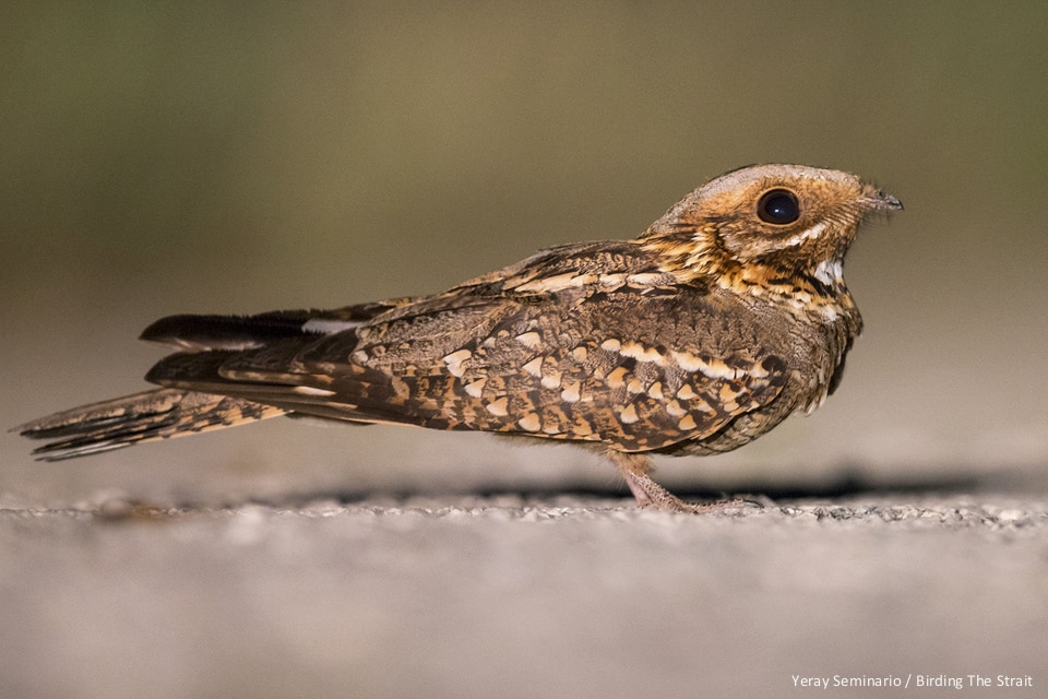 Red-necked Nightjar in La Janda. Yeray Seminario / Birding The Strait