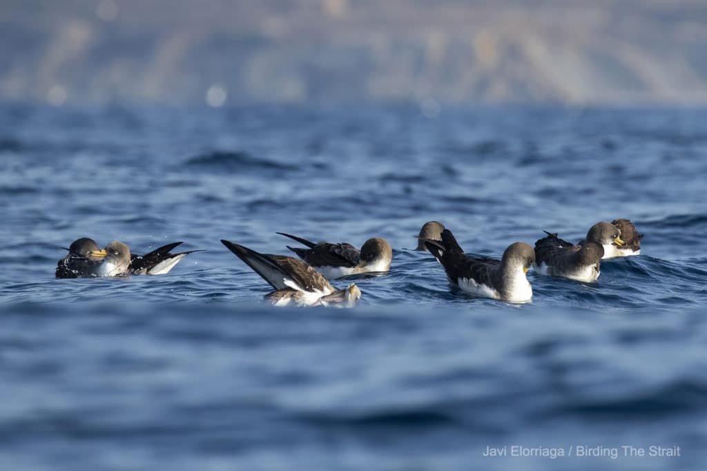 Cory's Shearwaters in the Strait of Gibraltar, 12th of June 2021.