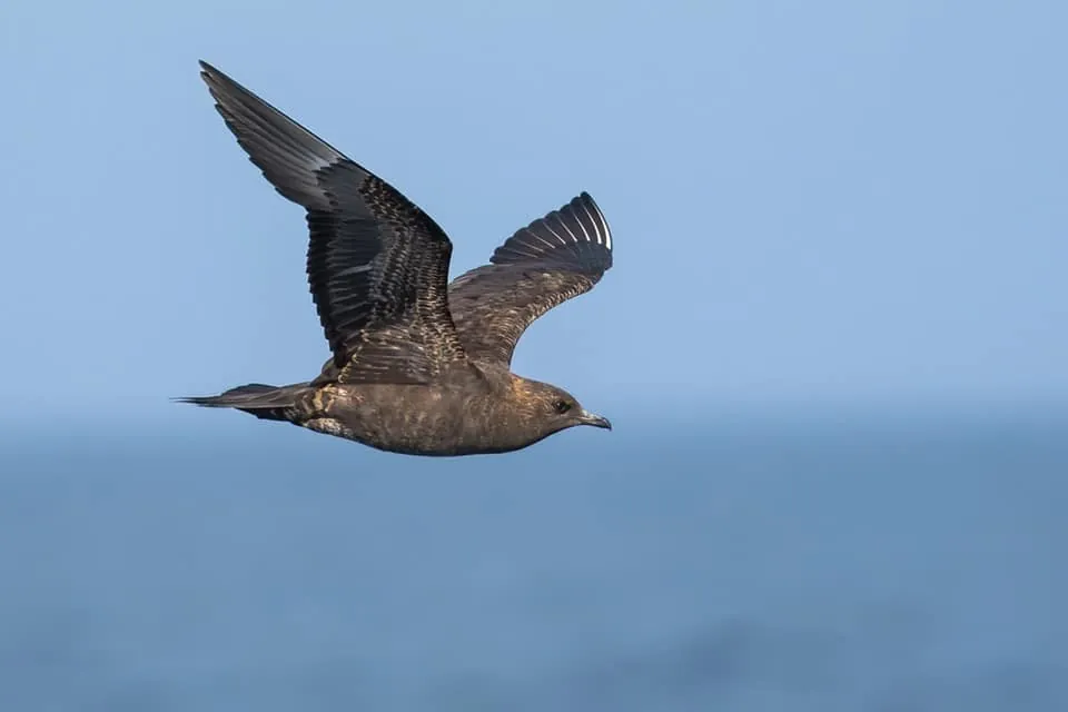 Arctic or Parasitic Jaeger in the Gulf of Cádiz, by Yeray Seminario / Birding The Strait.