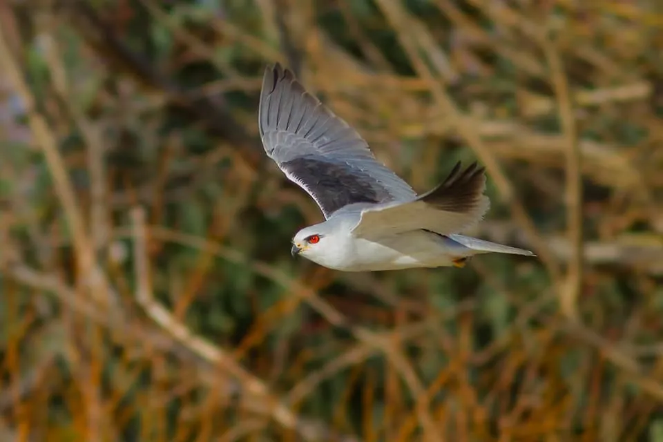 Black-winged Kite in flight, photographed in La Janda by Yeray Seminario / Birding The Strait.