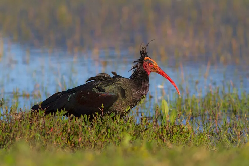 Northern Bald Ibis foraging by a puddle. Picture by Yeray Seminario / Birding The Strait.