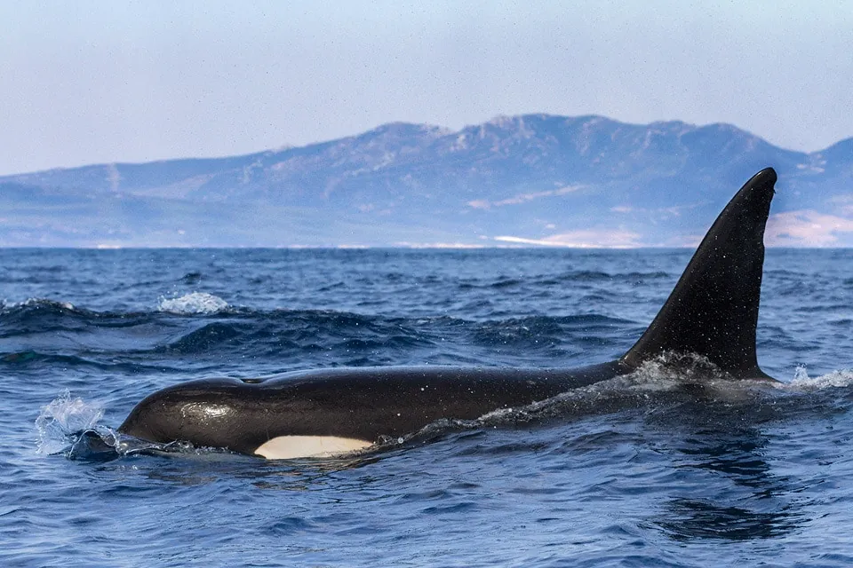 Orca cruising in waters of the strait of Gibraltar. Picture by Javi Elorriaga / Birding The Strait.