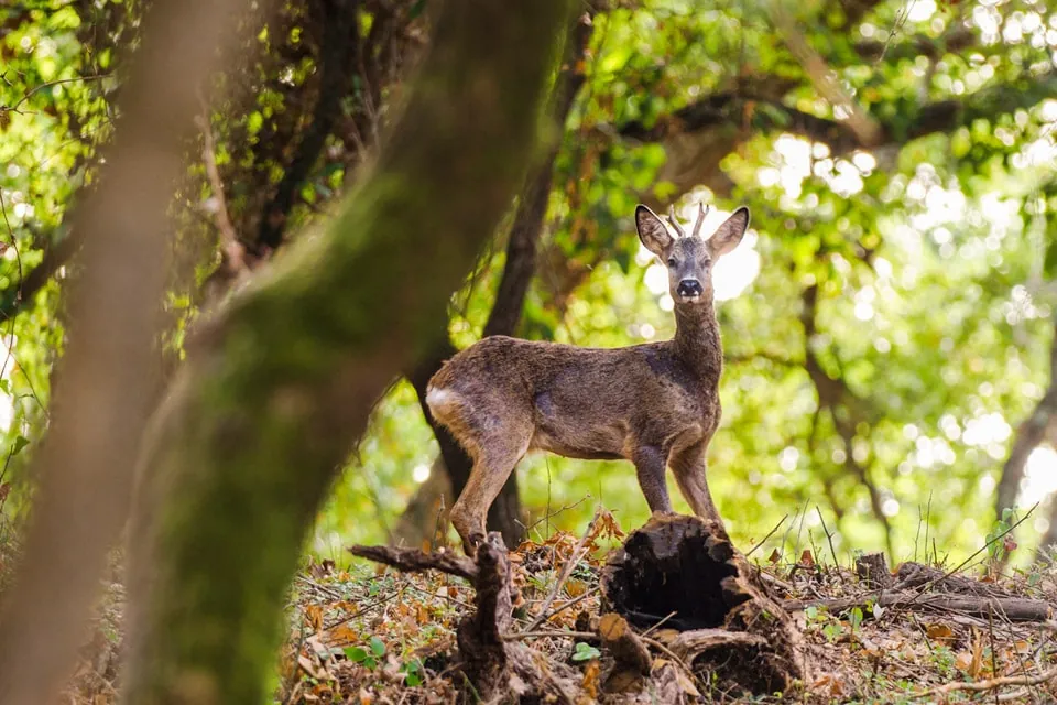 Moorish Roe Deer in Los Alcornocales Natural Park, by Yeray Seminario / Birding The Strait.