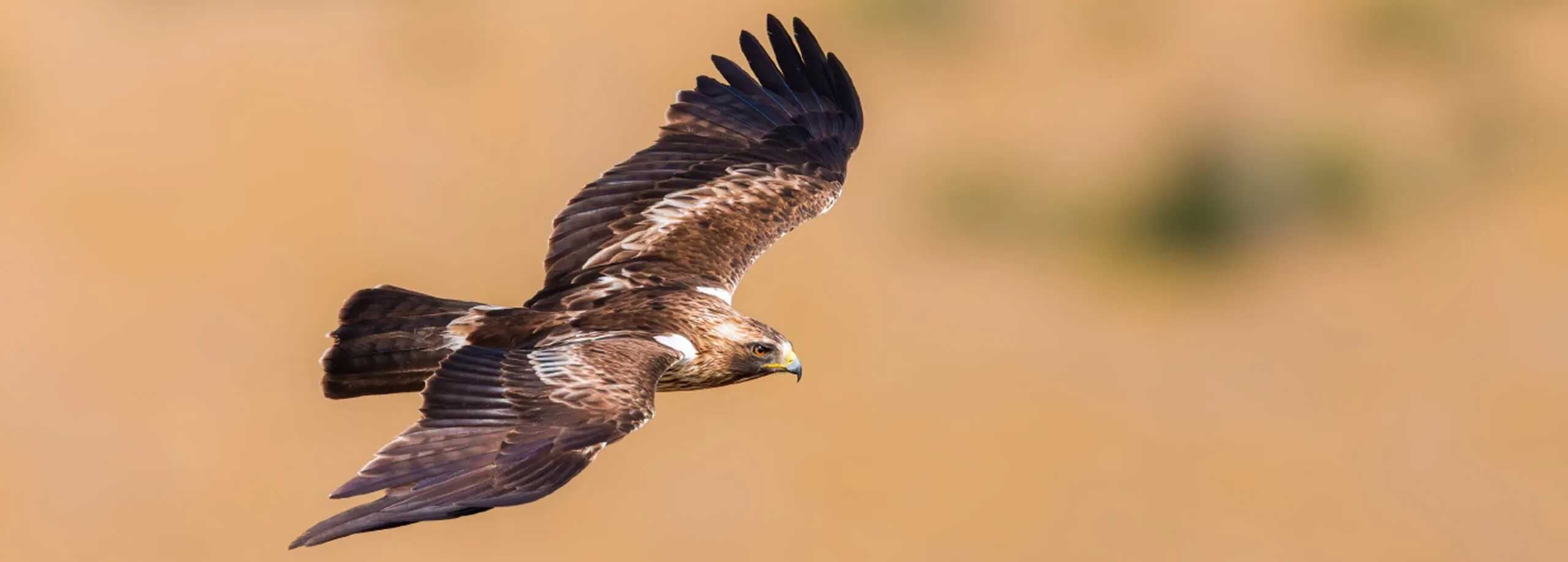 Águila Calzada, rapaces en migración. Fotografía de Yeray Seminario.
