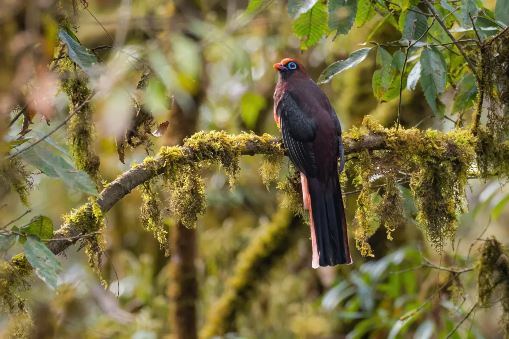 A colorful male Ward's Trogon perched in the misty sub-tropical forests of eastern Bhutan during one of our birding tours.